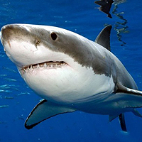 Учёные нашли у акул признаки индивидуальности